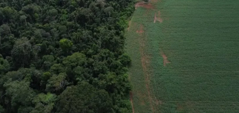 Holanda anuncia bilionários para fundo brasileiro de florestas