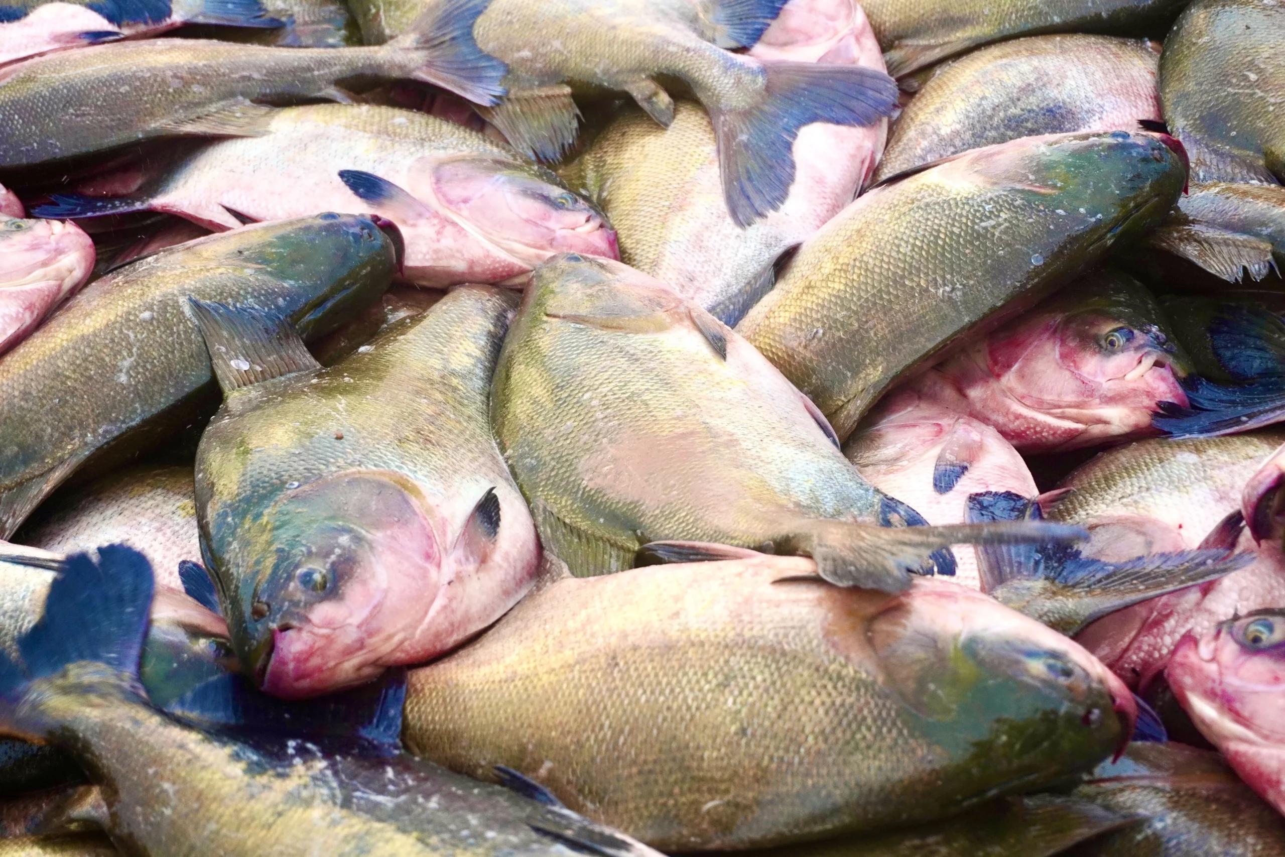 Pesca e venda do tambaqui continuam permitidas na amazônia